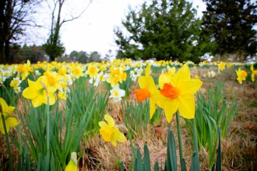 A field of vibrant yellow daffodils with a few white flowers, surrounded by green grass and trees in the background.