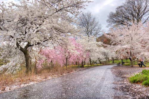 A serene pathway lined with blooming cherry blossom trees in shades of white and pink, scattered petals on the ground.