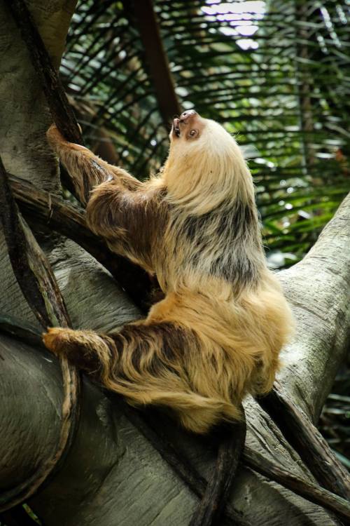 A sloth climbing a tree, showcasing its distinctive fur and relaxed posture amidst lush greenery.