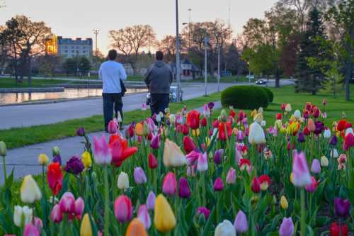 Two people walk along a path beside a vibrant flower bed of colorful tulips at sunset.