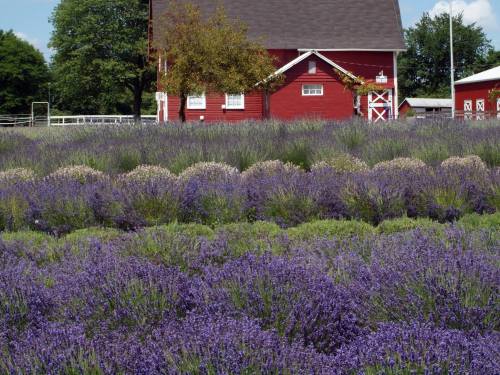 A vibrant field of purple lavender flowers in front of a red barn and green trees under a clear blue sky.