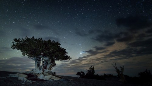 A gnarled tree stands under a starry night sky, with clouds and distant stars illuminating the scene.