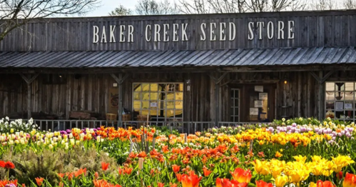 A rustic seed store with a wooden facade, surrounded by vibrant tulips in various colors.
