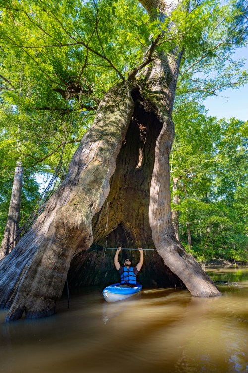 A person in a kayak paddles through a river, passing under a large, hollow tree surrounded by lush greenery.