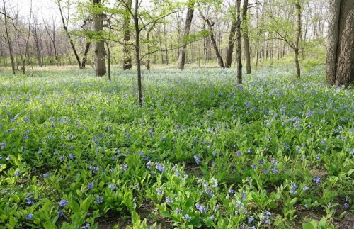 A lush forest scene with a vibrant carpet of blue flowers and green foliage under tall trees.