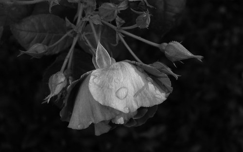 A close-up of a rose in black and white, with water droplets on its petals and buds nearby.