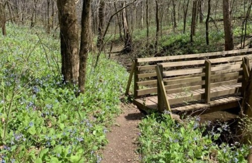 A wooden bridge over a small stream, surrounded by lush greenery and blooming wildflowers in a forested area.