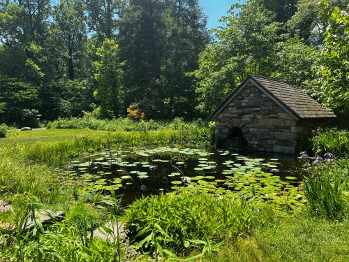 A serene pond surrounded by lush greenery and lily pads, with a small stone building nearby under a clear blue sky.