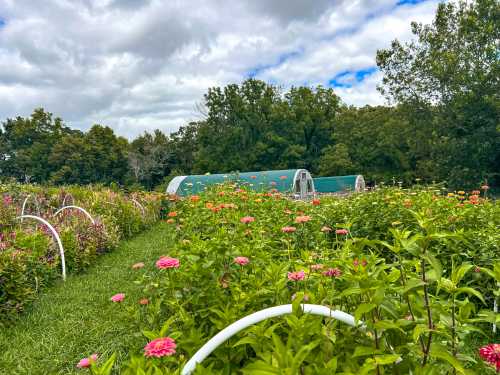 A vibrant flower field with colorful blooms and greenhouses under a cloudy sky.