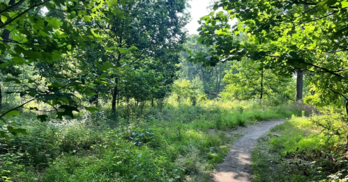 A winding dirt path through a lush green forest with sunlight filtering through the trees.