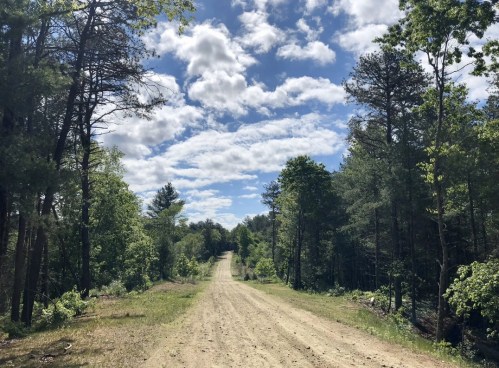 A dirt road stretches through a lush green forest under a partly cloudy blue sky.