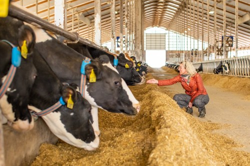 A woman in a barn interacts with cows, feeding them while surrounded by straw and a spacious, well-lit environment.