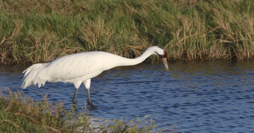 A white crane wading through shallow water, surrounded by green grass and reeds.