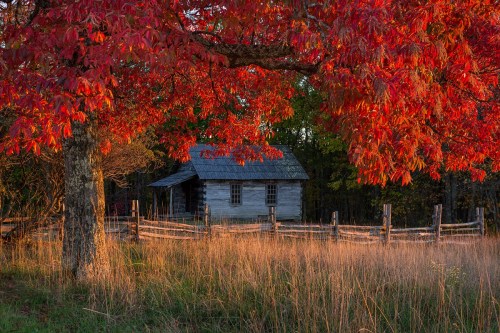 A rustic cabin surrounded by vibrant red autumn leaves and a wooden fence in a serene landscape.