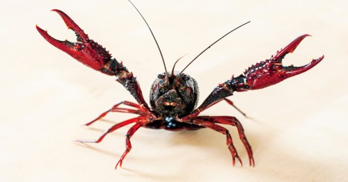 A close-up of a red lobster with large claws, perched on a light-colored surface.