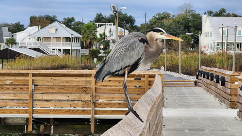 A heron perched on a wooden railing with houses and greenery in the background.