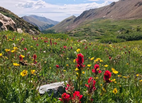 A vibrant meadow filled with colorful wildflowers, surrounded by mountains under a blue sky with fluffy clouds.