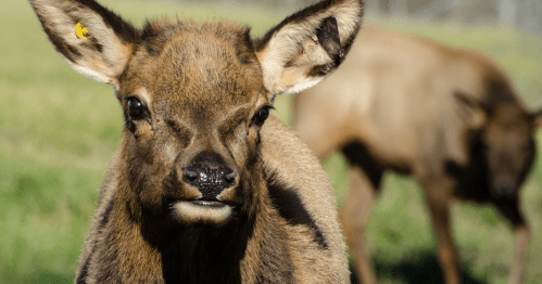 A close-up of a young elk with large ears, standing in a grassy field, with another elk blurred in the background.