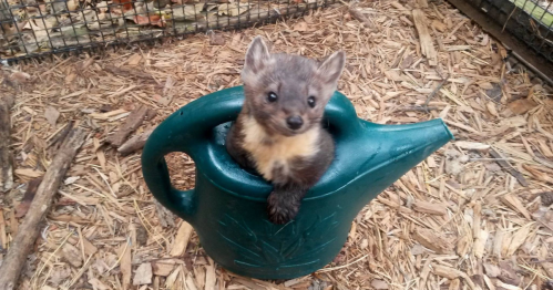 A small animal peeks out from inside a green watering can, surrounded by wood chips in a fenced area.