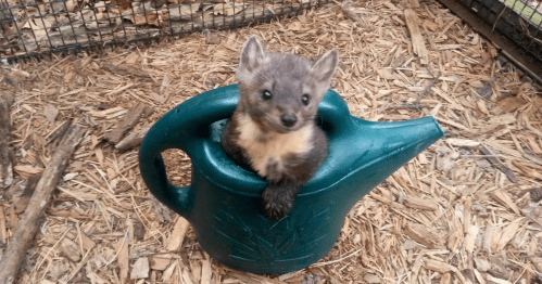 A small animal peeks out from inside a green watering can, surrounded by wood chips in a fenced area.