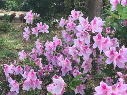 A cluster of pink azalea flowers blooming in a garden, surrounded by greenery.