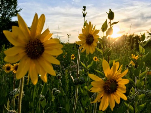 A field of vibrant sunflowers at sunset, with a soft sky and greenery in the background.