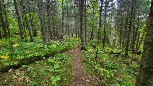 A narrow dirt path winding through a lush green forest filled with tall trees and vibrant undergrowth.