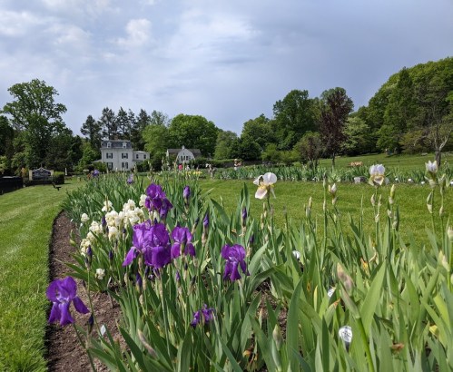A lush garden with blooming irises in purple and white, set against a backdrop of a house and green trees.
