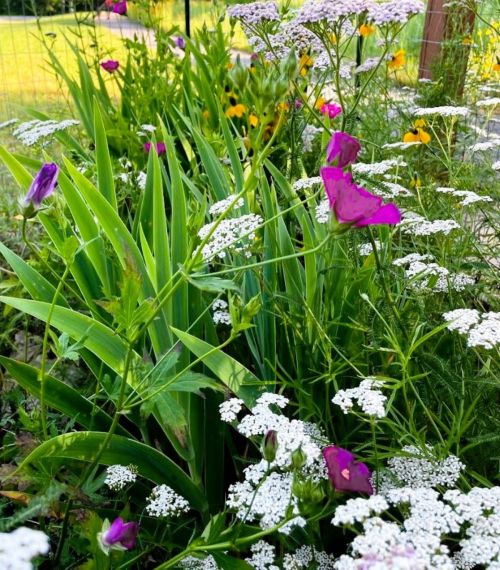 A vibrant garden scene featuring purple flowers among lush green foliage and clusters of white blooms.