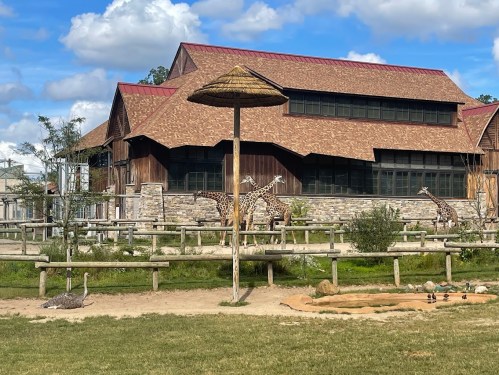 Two giraffes stand near a wooden structure with a thatched roof, surrounded by greenery and a sandy area.