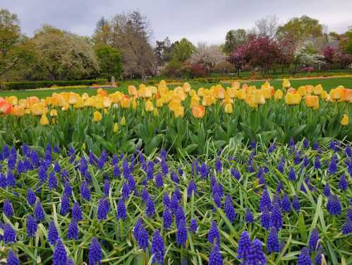 A vibrant garden featuring rows of yellow and orange tulips alongside clusters of purple flowers under a cloudy sky.