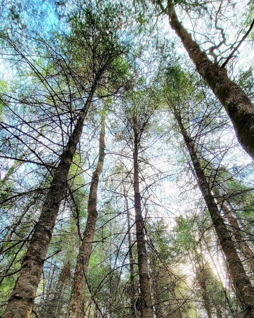 Looking up at tall trees with green foliage against a bright sky, creating a serene forest atmosphere.
