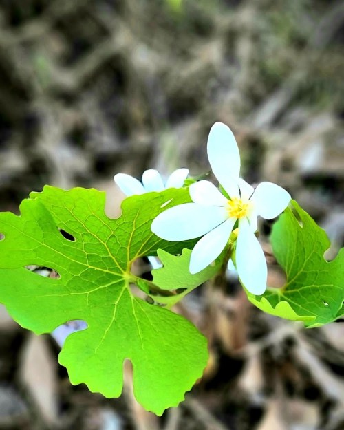 A close-up of a white flower with yellow center, surrounded by green, lobed leaves in a natural setting.