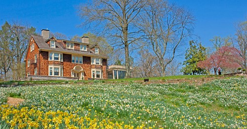 A charming house surrounded by a vibrant field of blooming daffodils under a clear blue sky.
