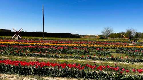 A vibrant field of tulips in various colors under a clear blue sky, with a windmill in the background.