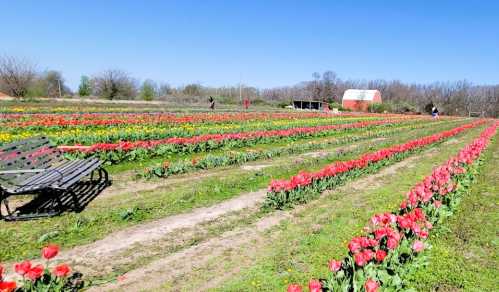 A vibrant tulip field with rows of red and yellow flowers, a bench in the foreground, and a barn in the background.