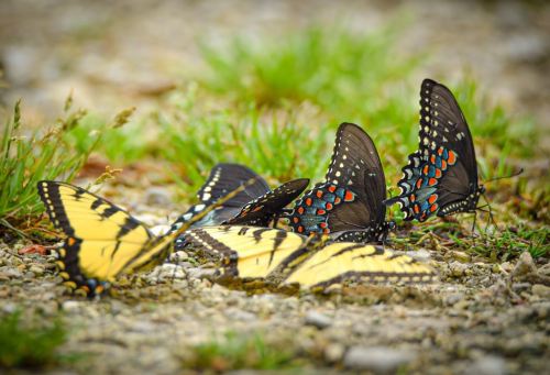 A group of colorful butterflies resting on gravel, surrounded by green grass.