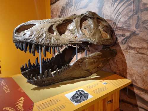 A large dinosaur skull displayed in a museum, showcasing sharp teeth and intricate bone structure.