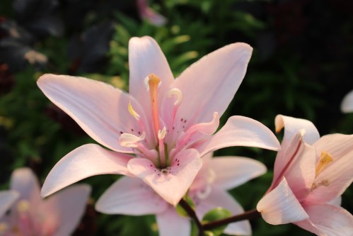 A close-up of a pink lily flower with delicate petals and yellow stamens, surrounded by green foliage.