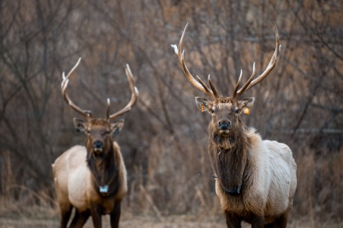 Two elk with large antlers stand in a grassy area, surrounded by trees and dry foliage.
