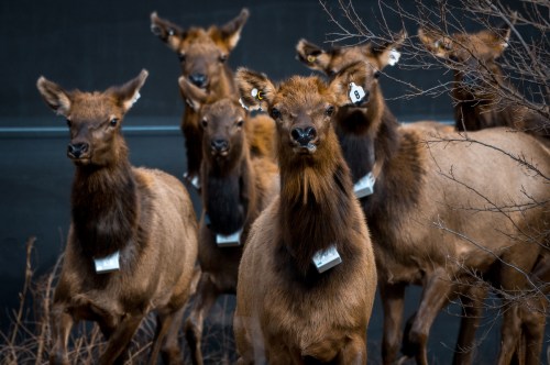 A group of elk with ear tags stands together, looking towards the camera against a dark background.