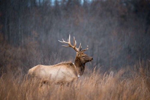 A majestic elk stands in a field of tall grass, with a blurred forest background.