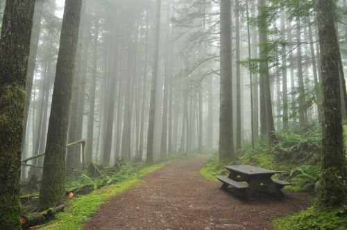 A misty forest path lined with tall trees, featuring a wooden picnic table beside the trail.