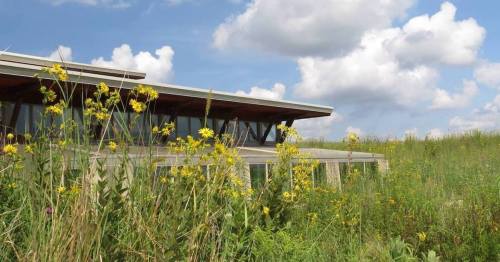 A modern building with a green roof surrounded by tall grasses and yellow wildflowers under a blue sky with clouds.