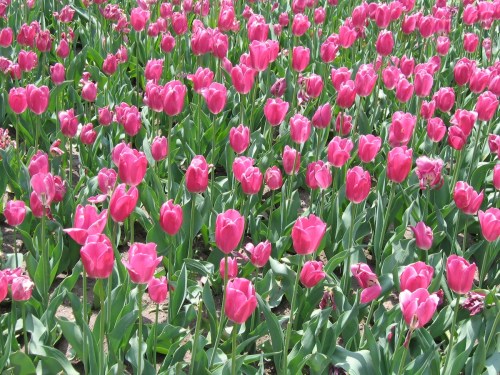 A vibrant field of pink tulips in full bloom, surrounded by lush green leaves.