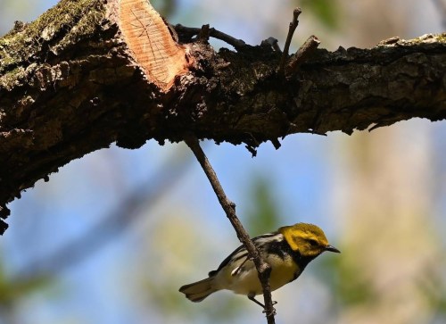 A small bird with a yellow head perched on a branch, surrounded by blurred greenery and blue sky.