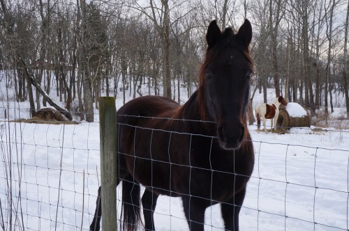 A brown horse stands by a fence in a snowy landscape, with trees and another horse in the background.