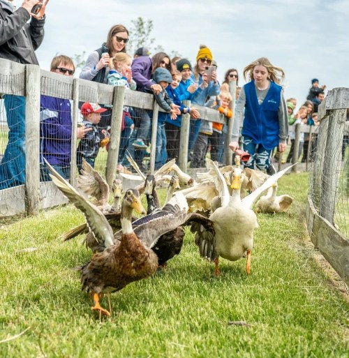 A crowd watches as ducks waddle across a grassy area, with a girl leading them down a path.
