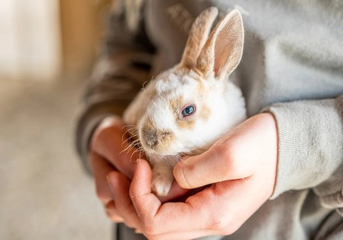 A person gently holds a small, fluffy rabbit with white fur and brown markings.