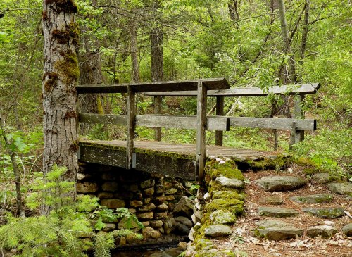 A rustic wooden bridge over a stone base, surrounded by lush green trees and foliage in a serene forest setting.